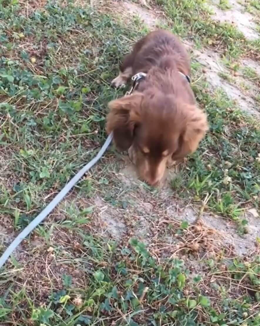 ダックスフンド,動画