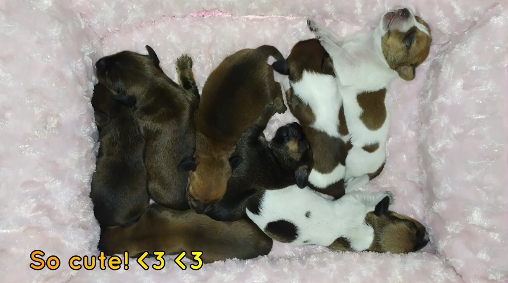 ダックスフンド,動画