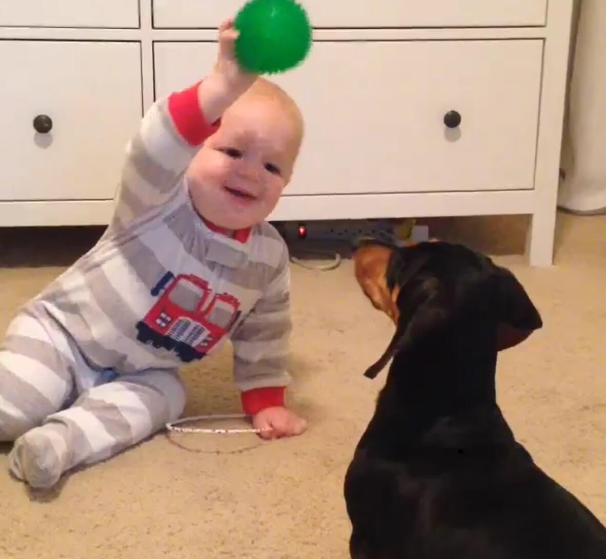 ダックスフンド,動画