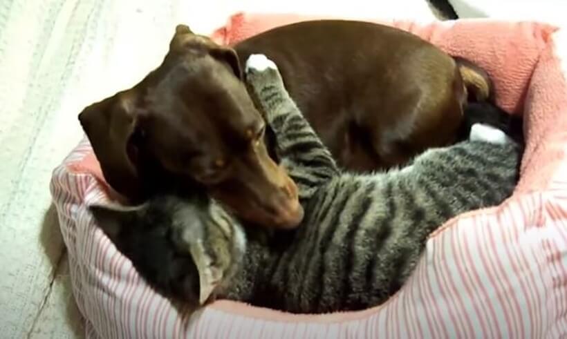 ダックスフンド,動画