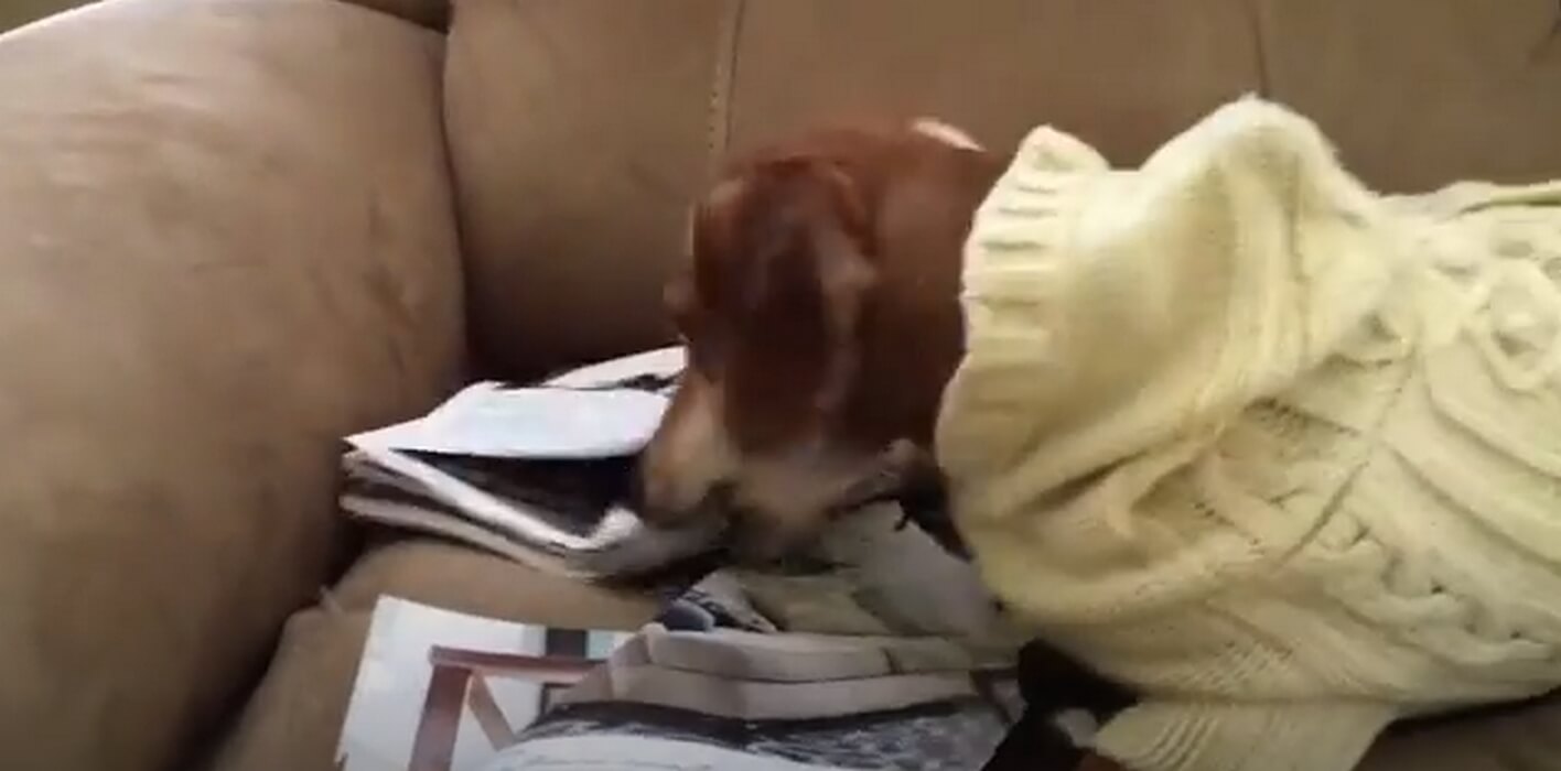 ダックスフンド,動画