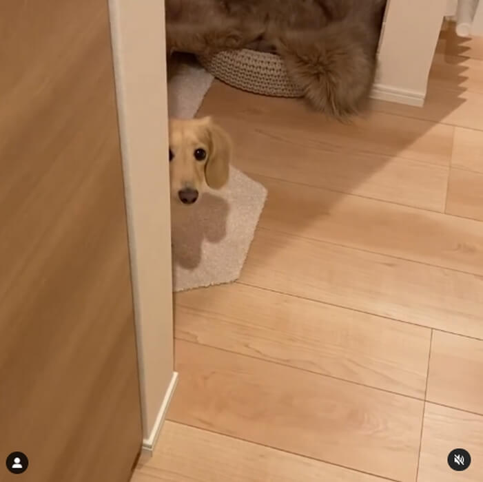 ダックスフンド,動画