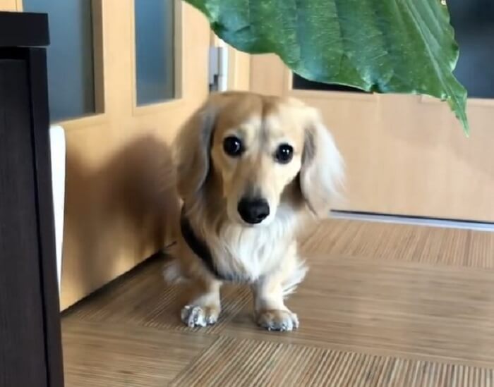 ダックスフンド,動画