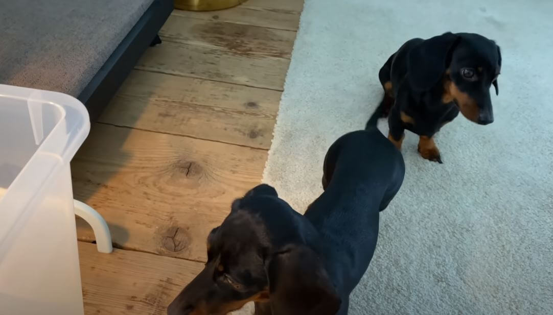 ダックスフンド,動画