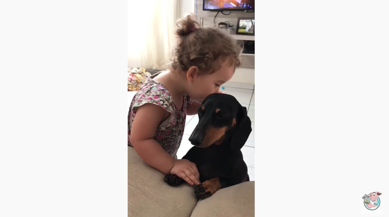 ダックスフンド,動画