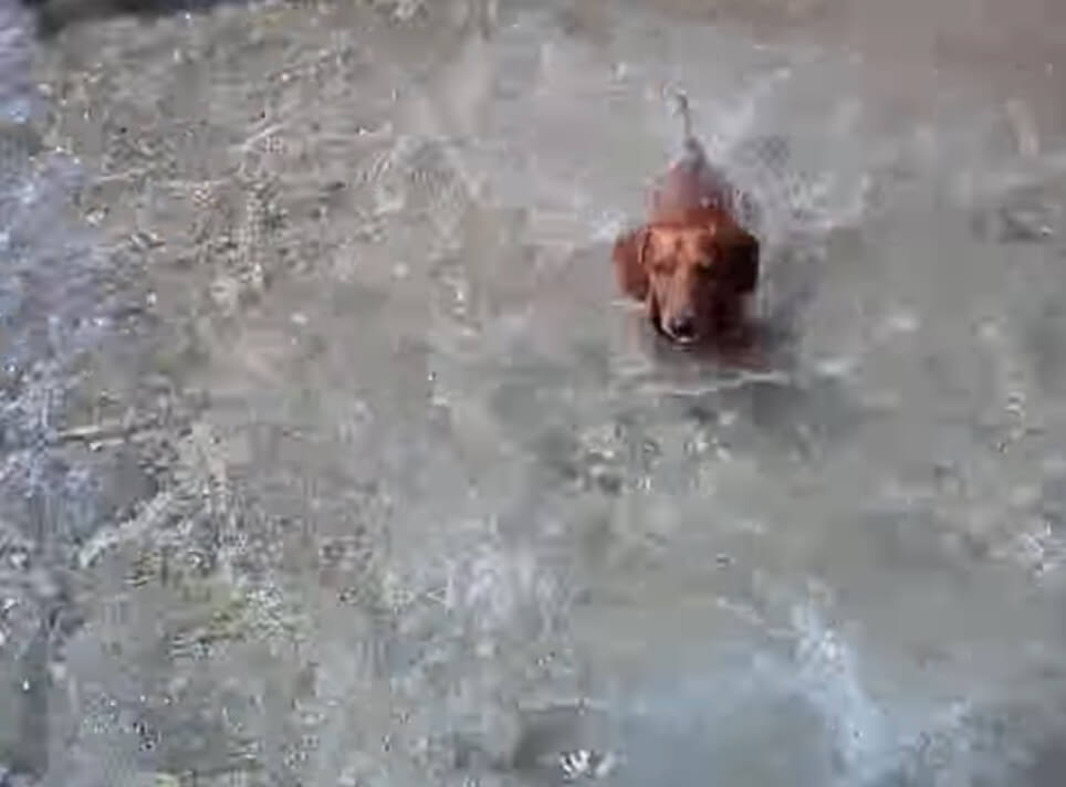 ダックスフンド,動画