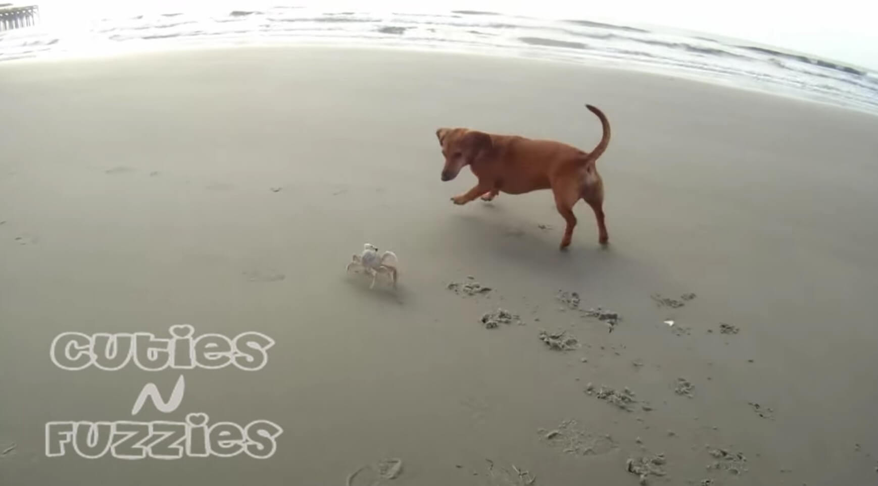 ダックスフンド,動画