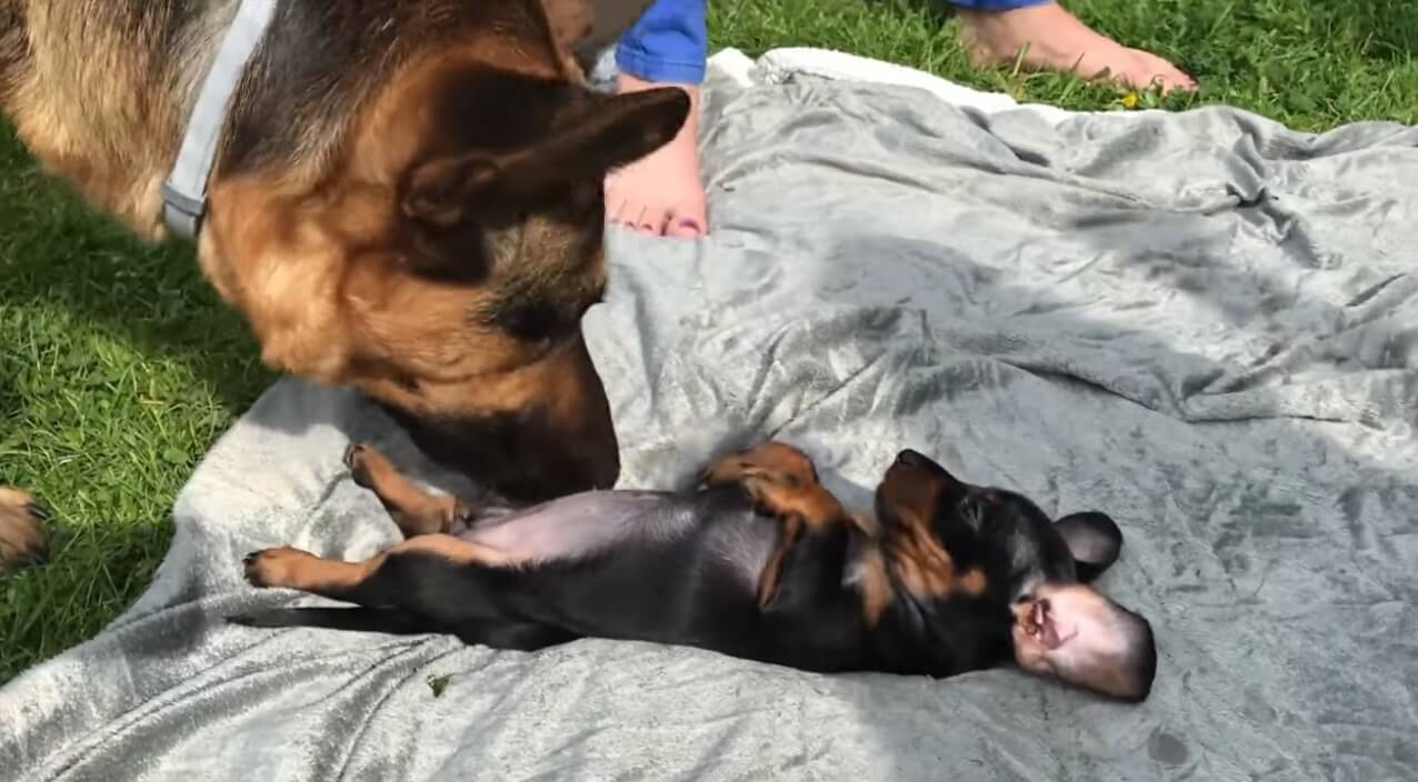 ダックスフンド,動画