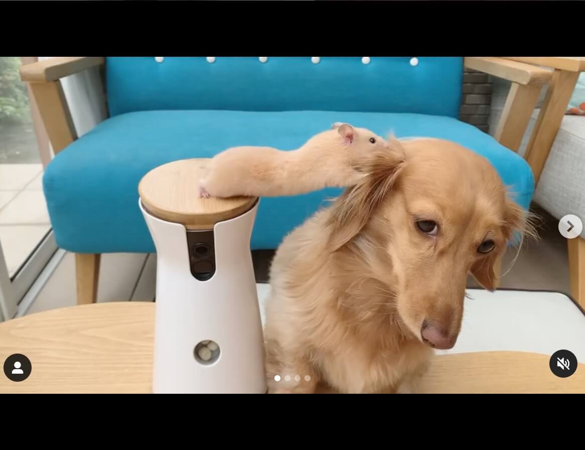 ダックスフンド,動画