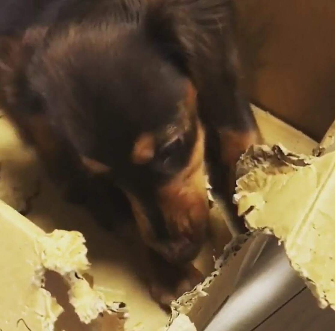 ダックスフンド,動画