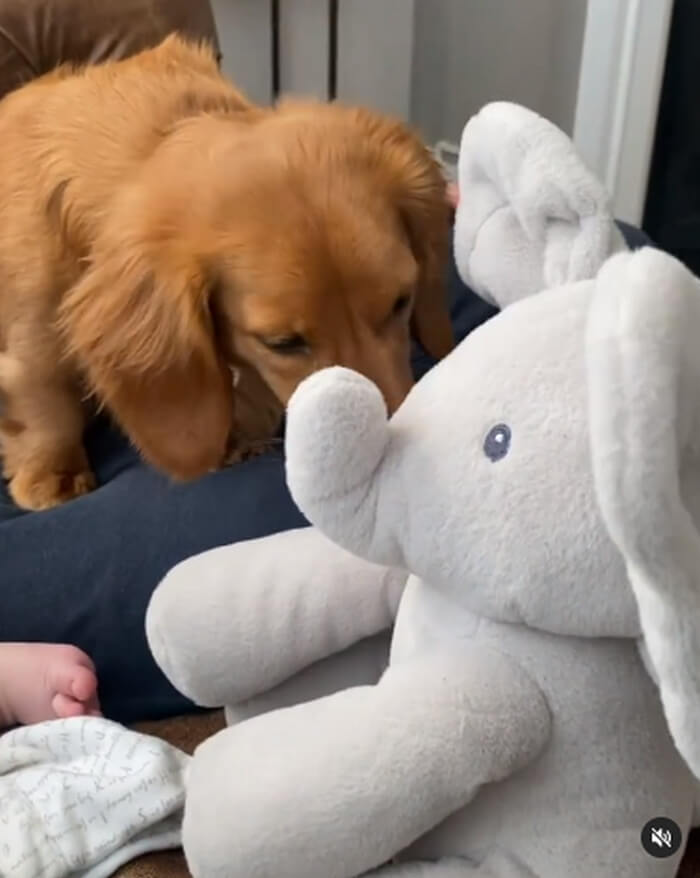 ダックスフンド,動画