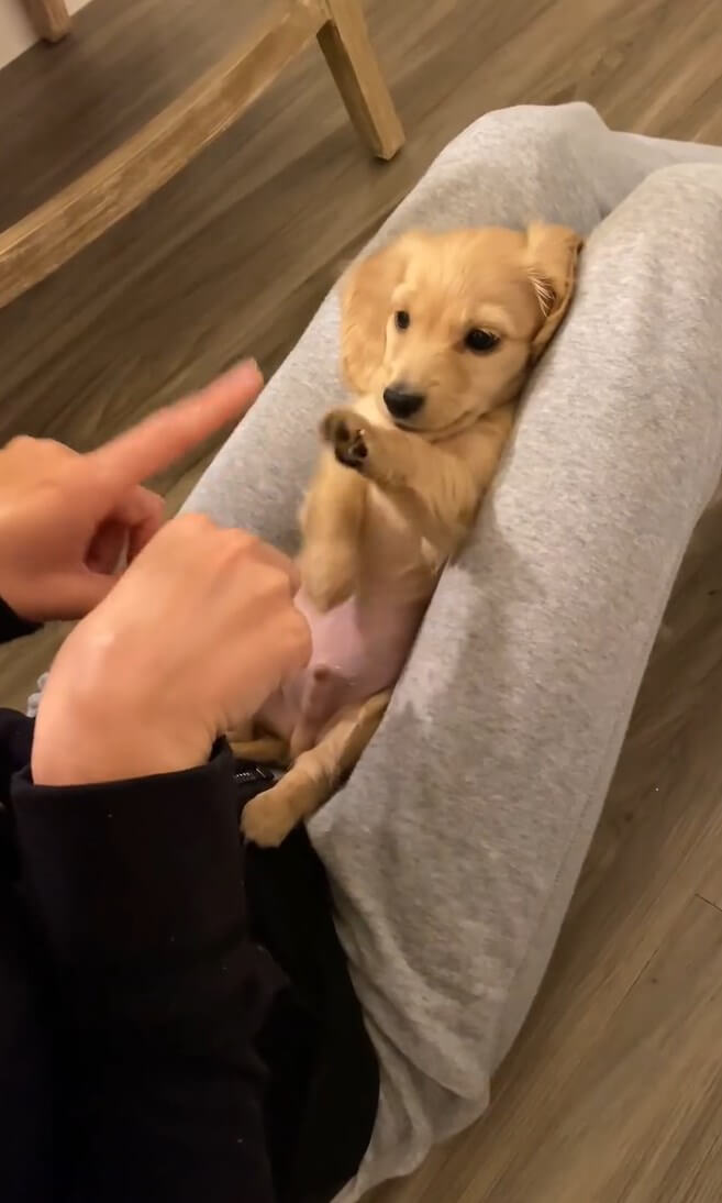 ダックスフンド,動画