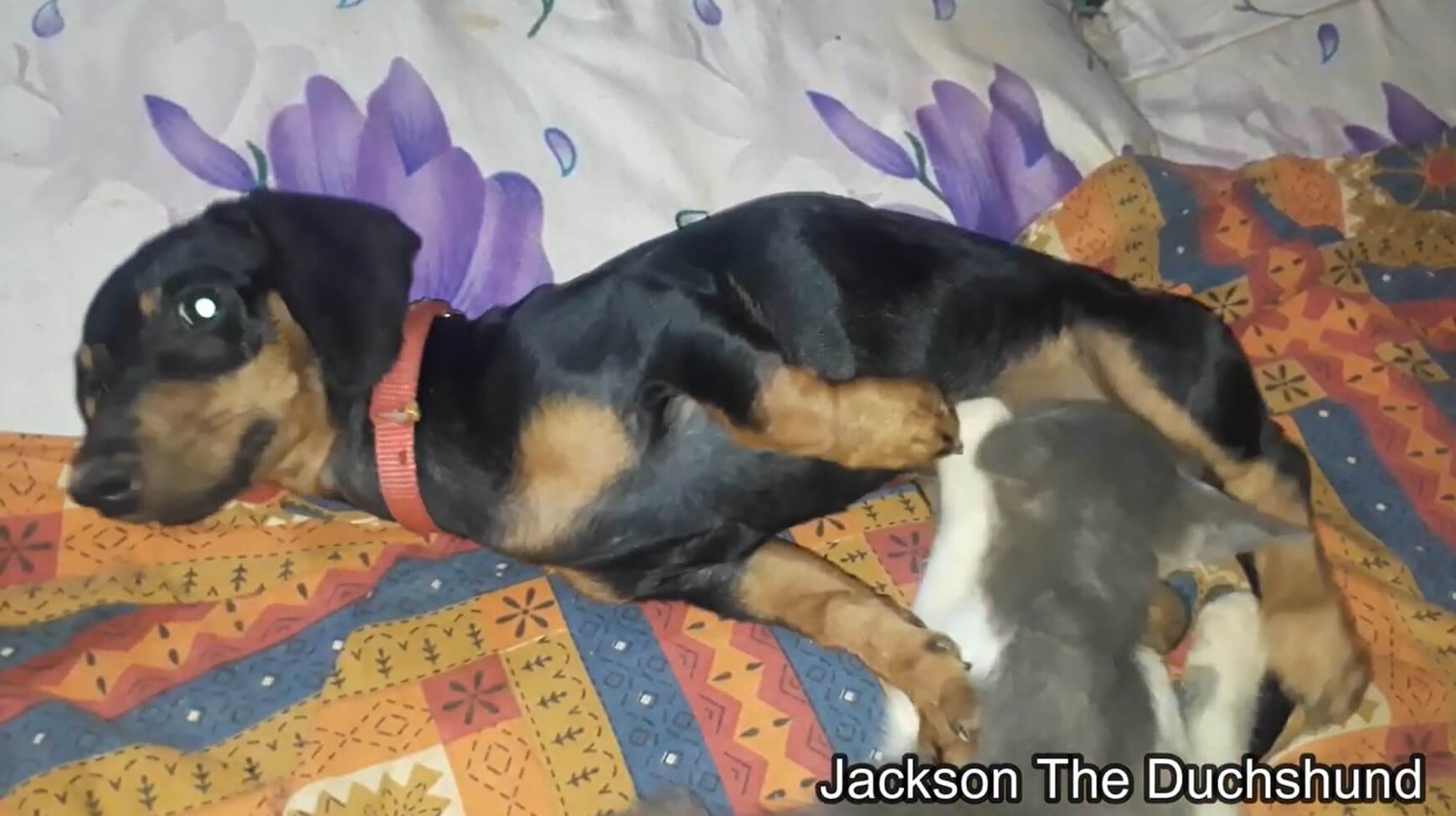 ダックスフンド,動画