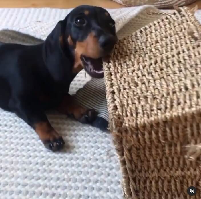 ダックスフンド,動画