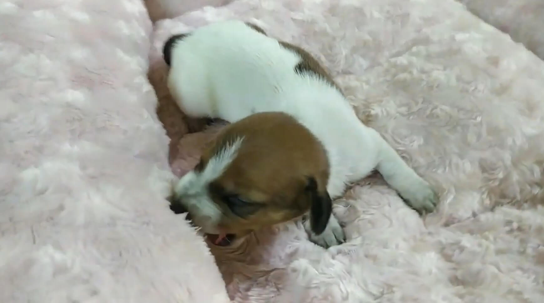 ダックスフンド,動画