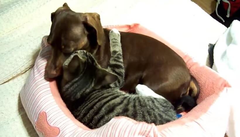 ダックスフンド,動画