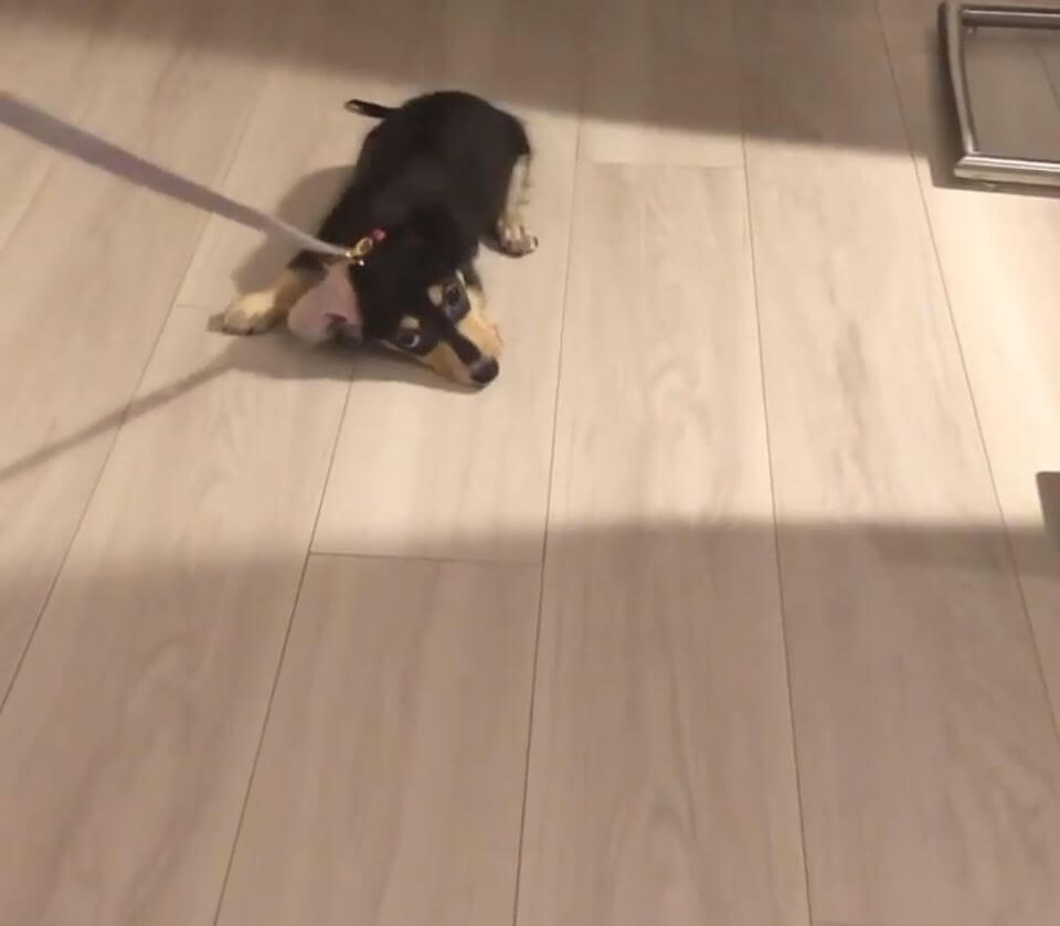 ダックスフンド,動画