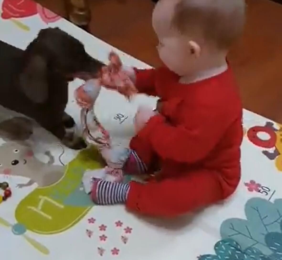 ダックスフンド,動画