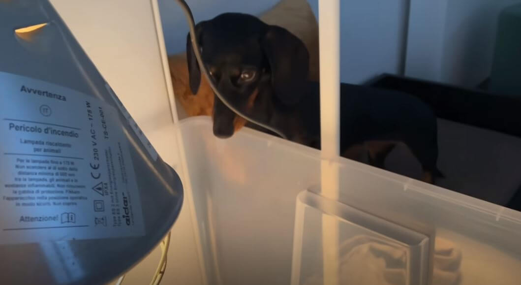 ダックスフンド,動画