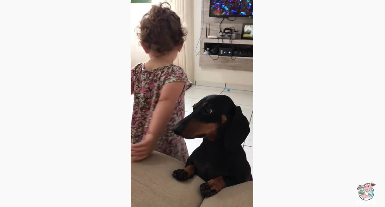 ダックスフンド,動画