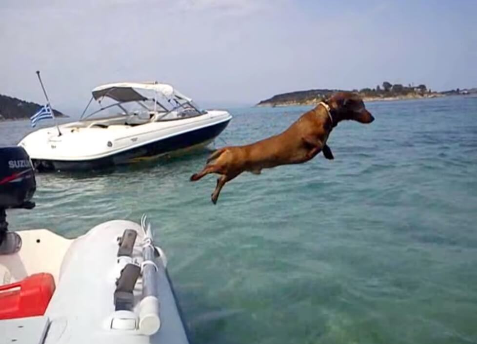 ダックスフンド,動画