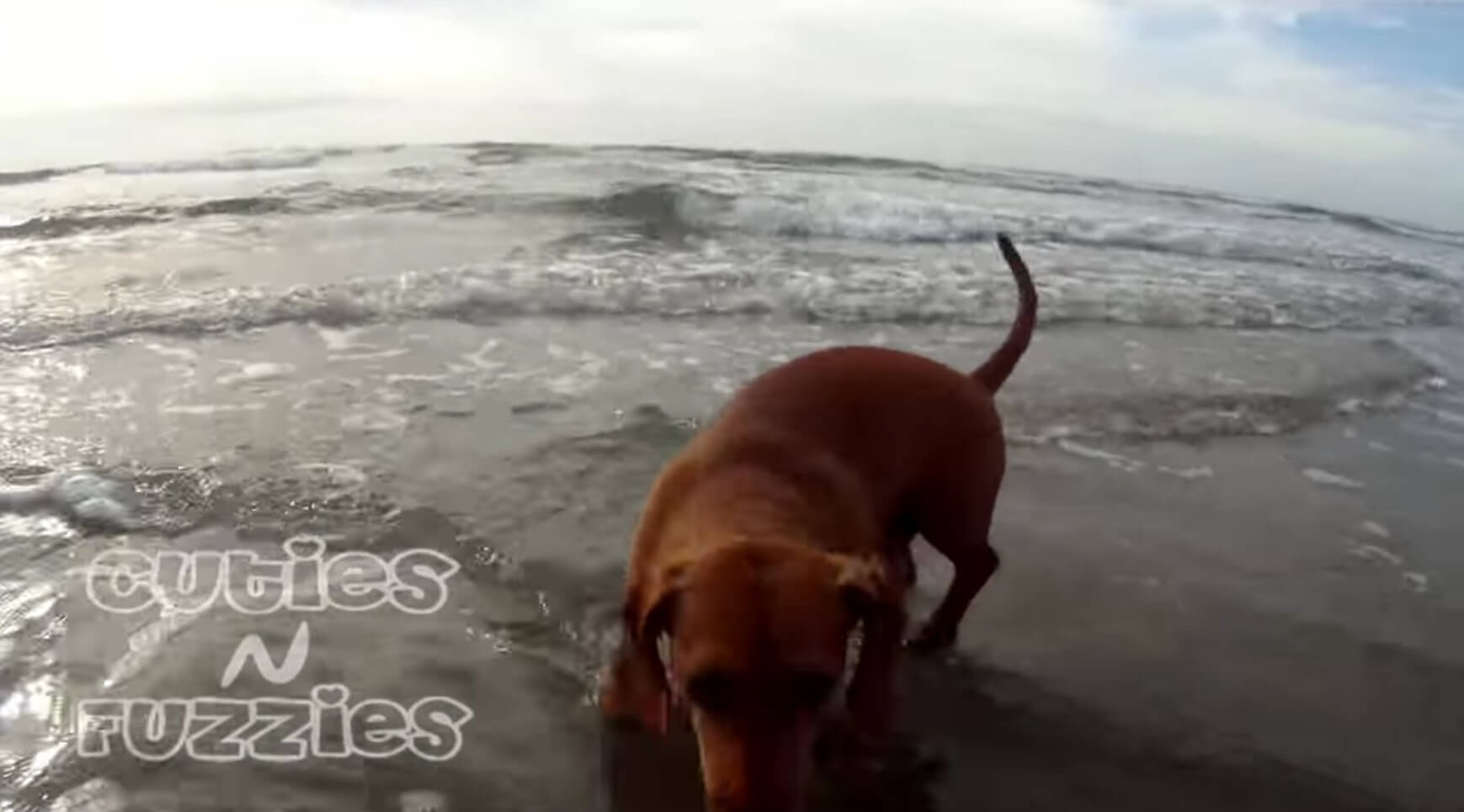 ダックスフンド,動画