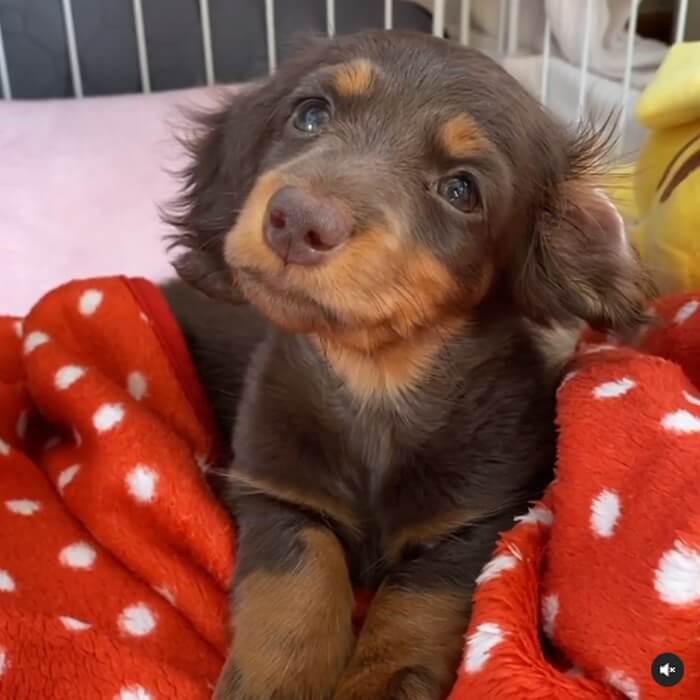 ダックスフンド,動画