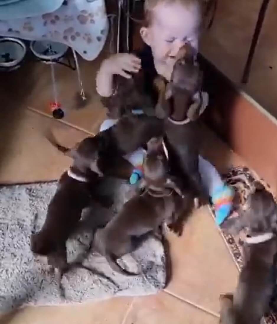 ダックスフンド,動画