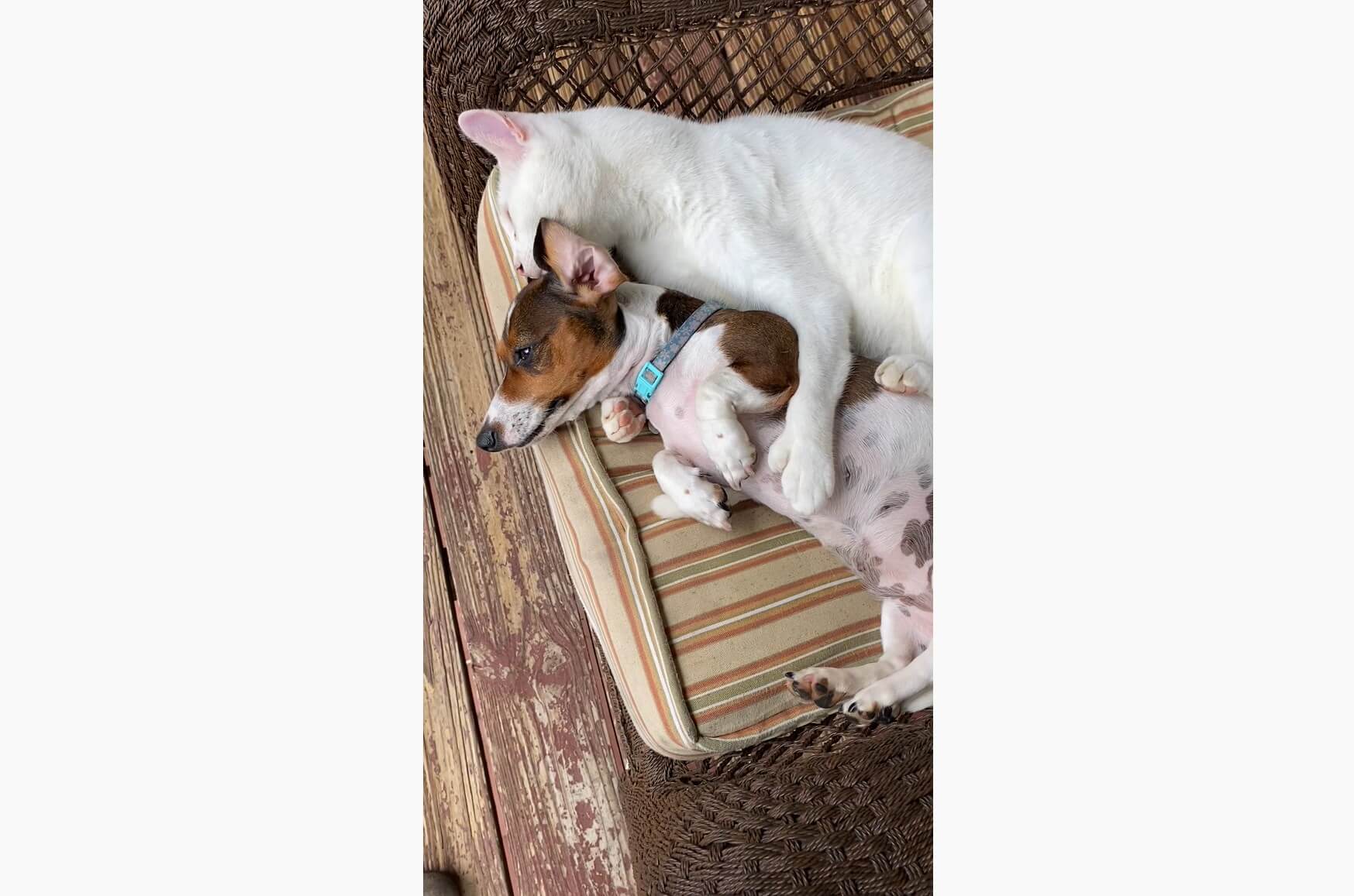 ダックスフンド,動画