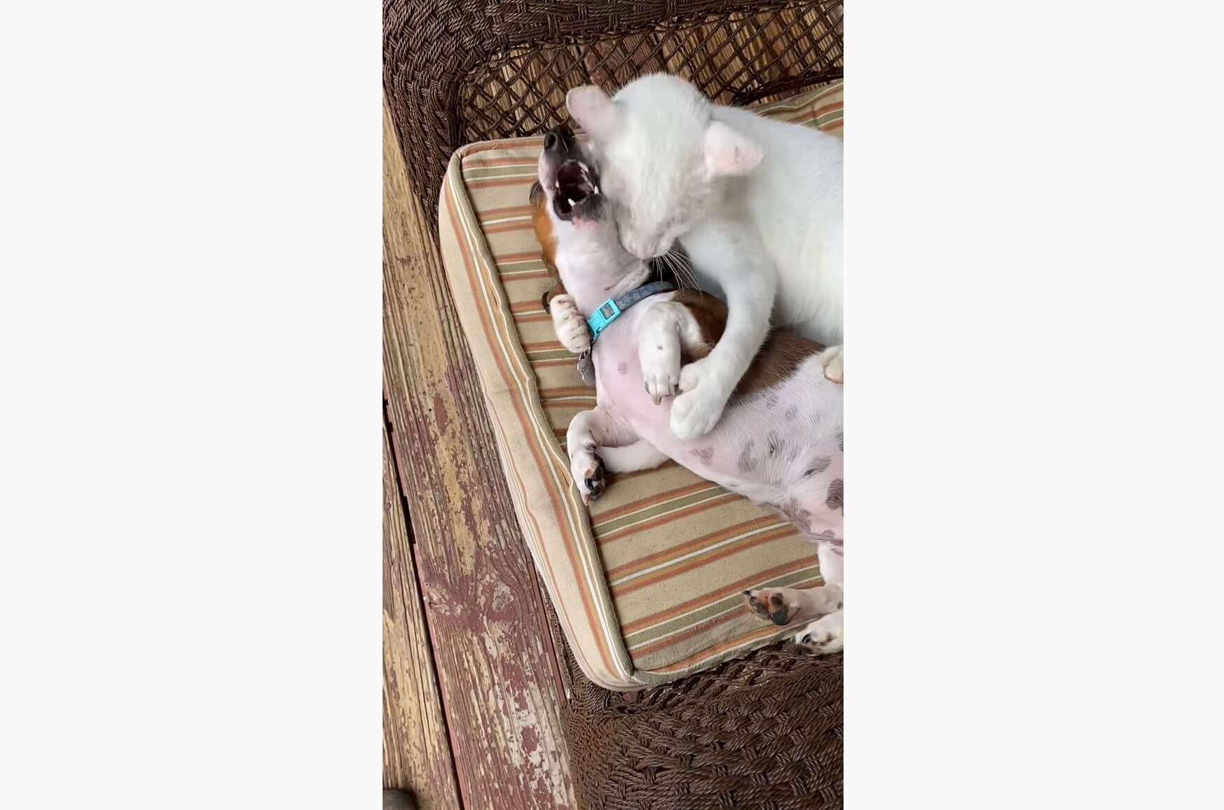 ダックスフンド,動画