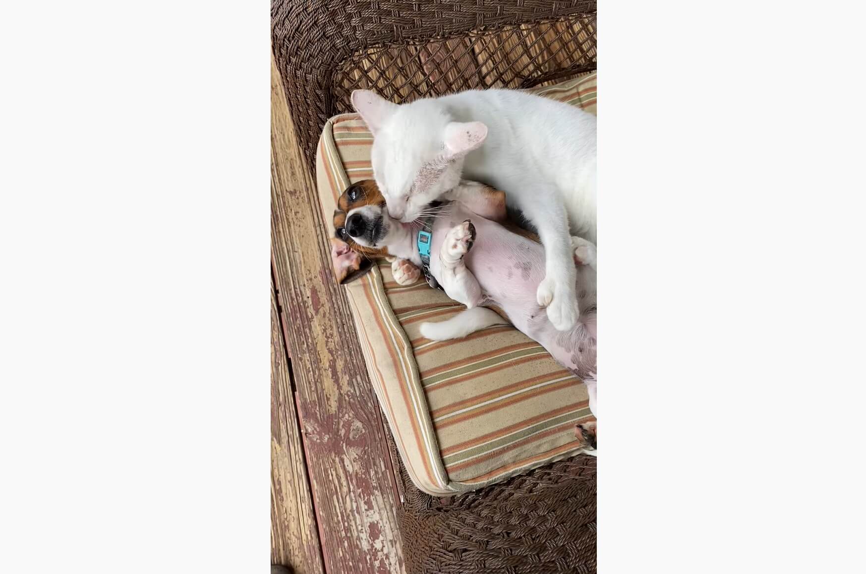 ダックスフンド,動画