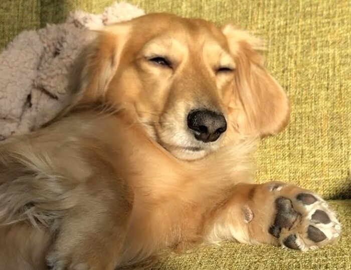 ダックスフンド,動画