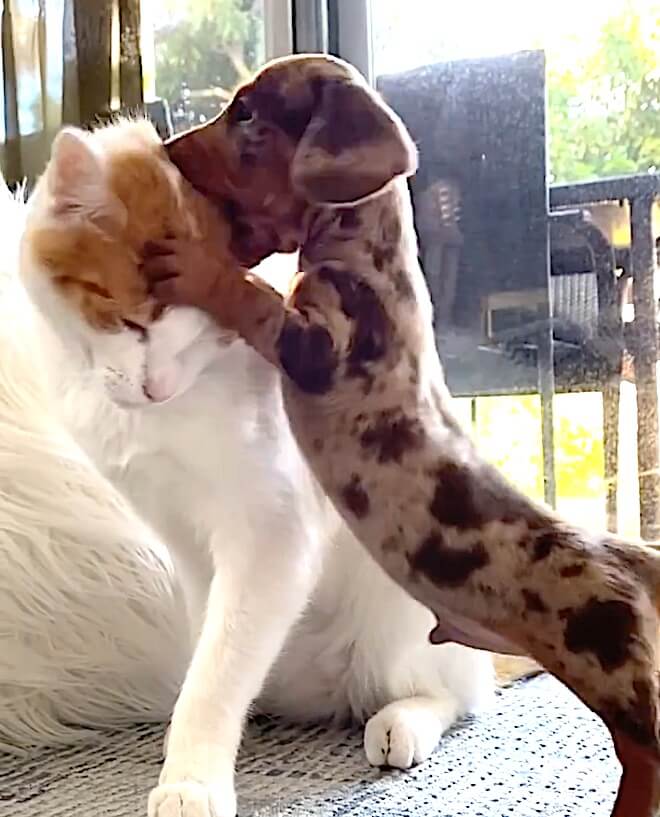 ダックスフンド,動画