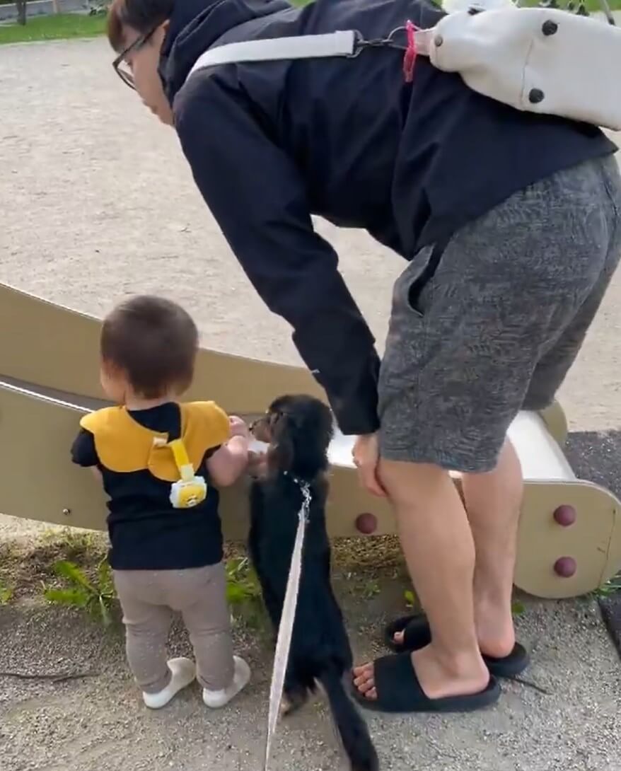 ダックスフンド,動画