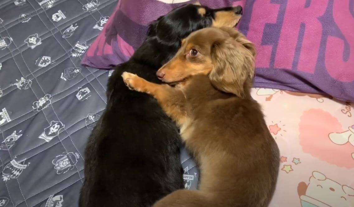 ダックスフンド,動画