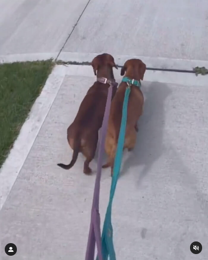 ダックスフンド,動画