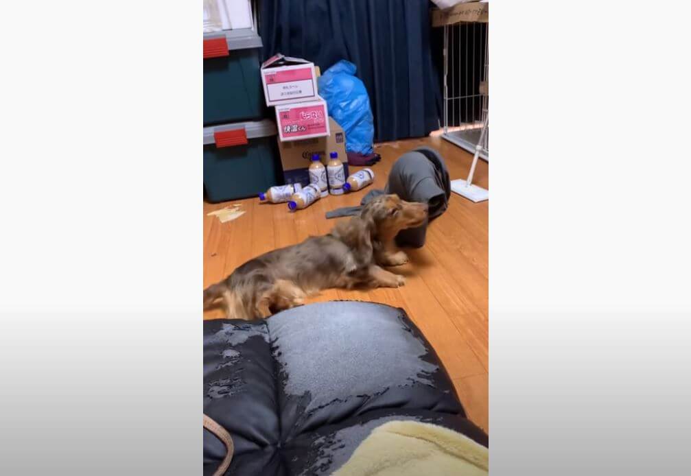 ダックスフンド,動画