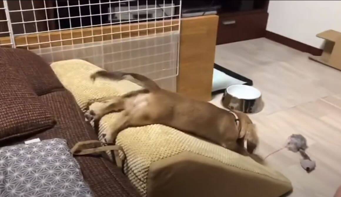 ダックスフンド,動画