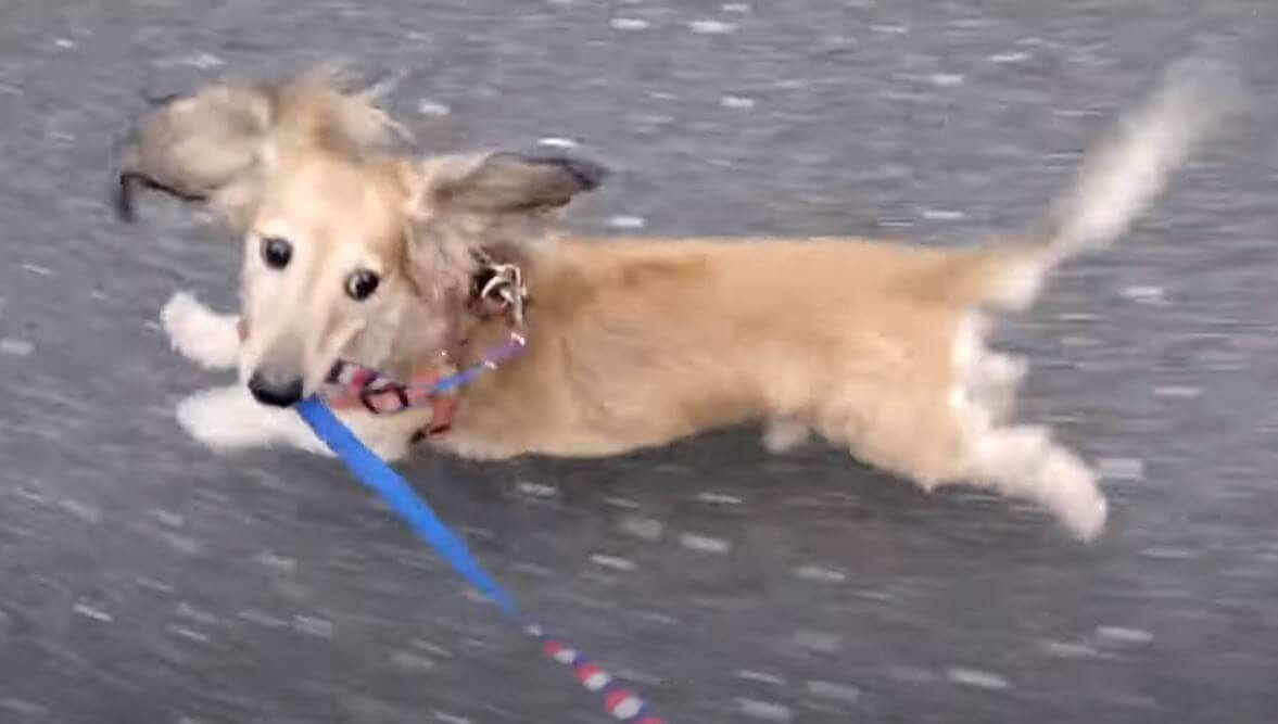 ダックスフンド,動画