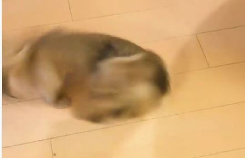 ダックスフンド,動画