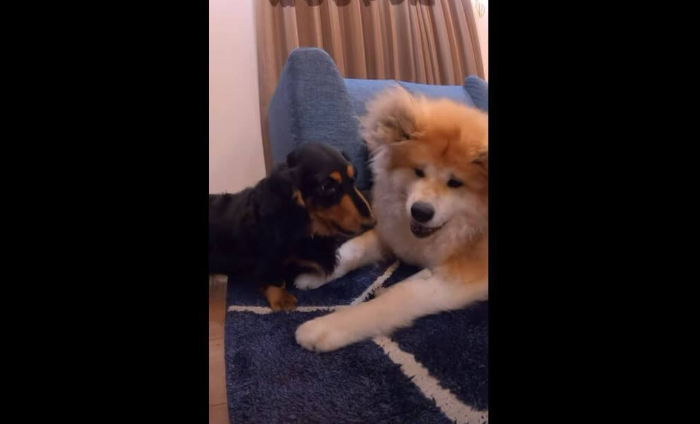 ダックスフンド,動画