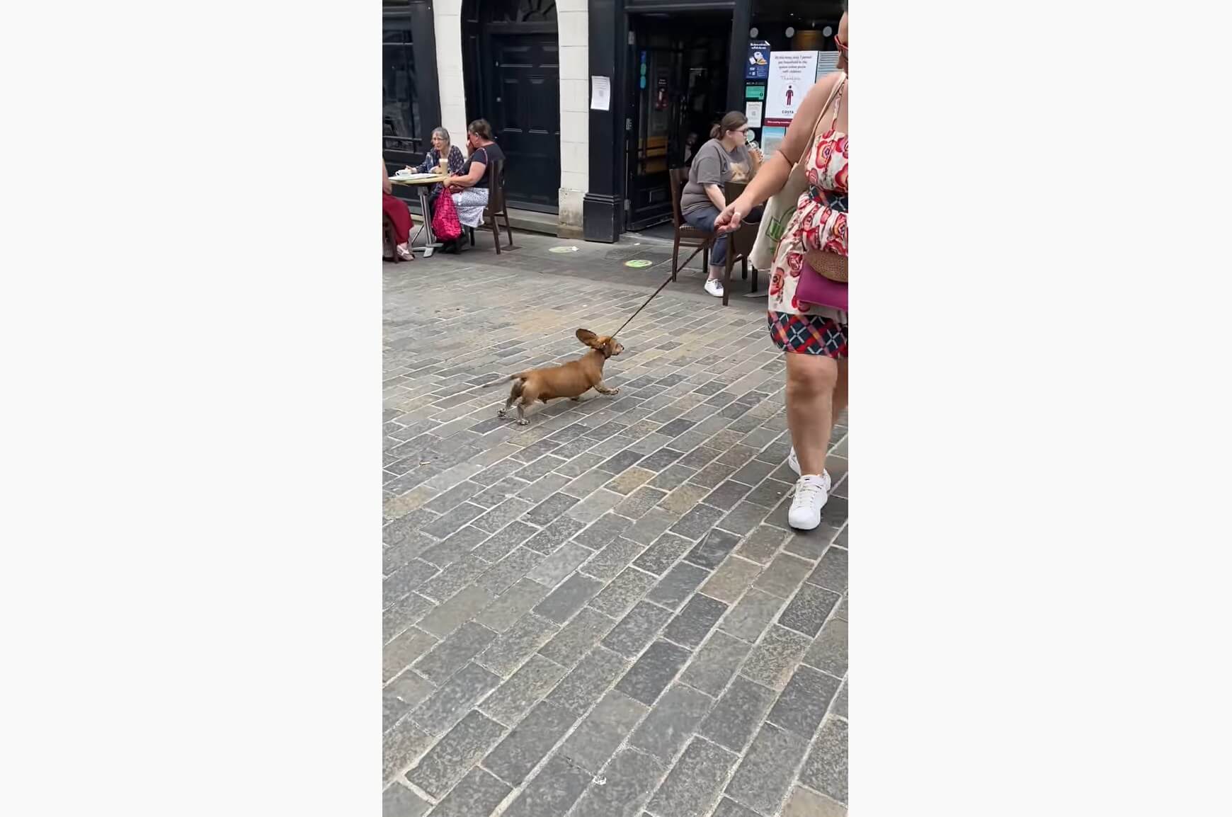 ダックスフンド,動画