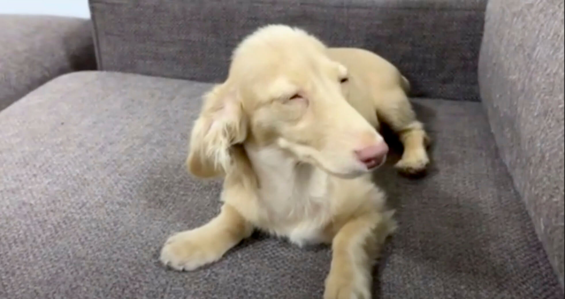 ダックスフンド,動画