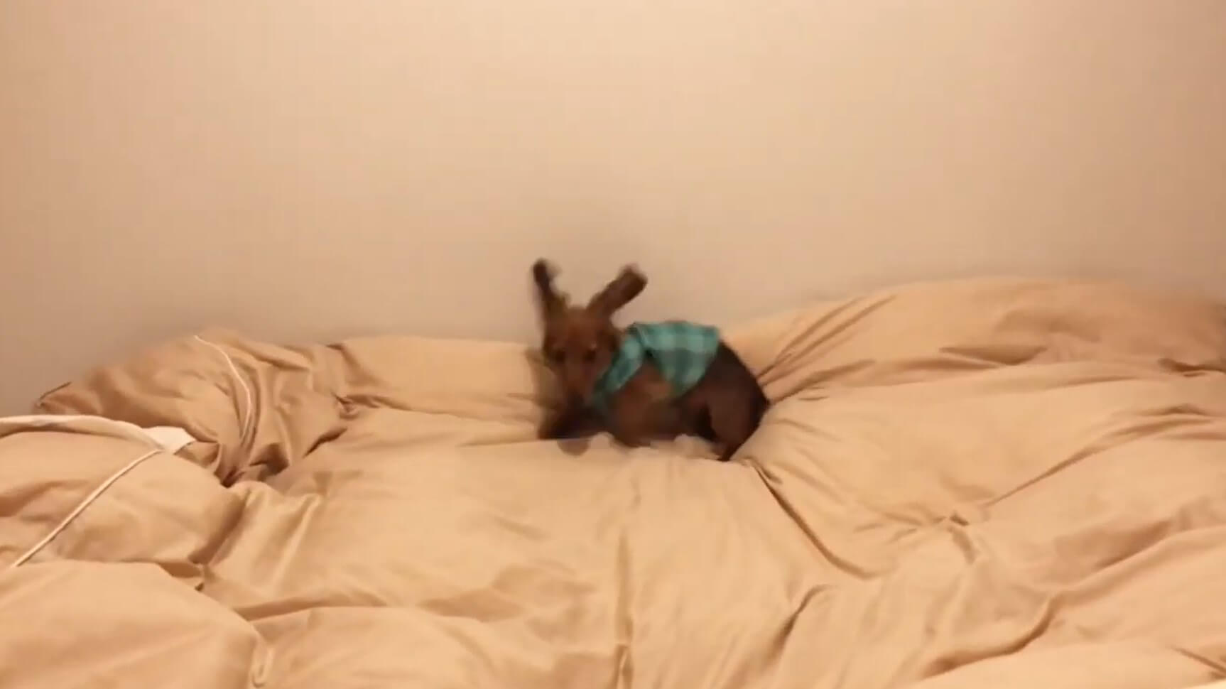 ダックスフンド,動画