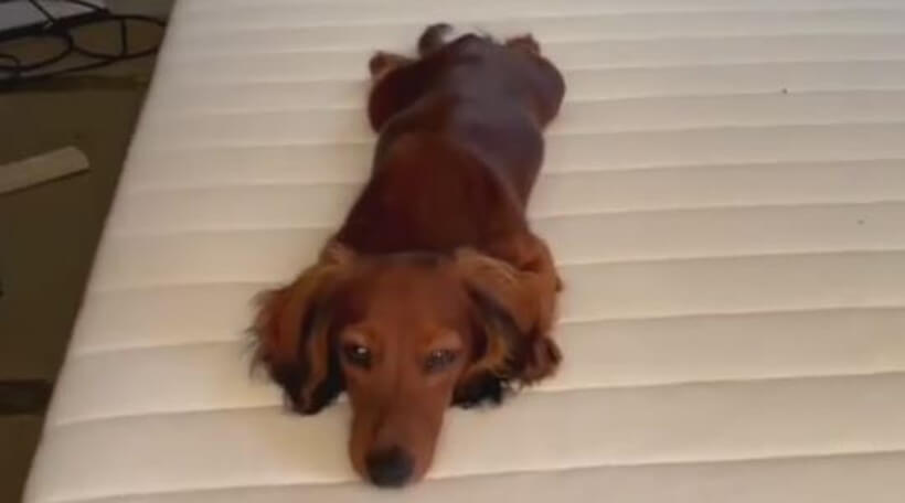 ダックスフンド,動画