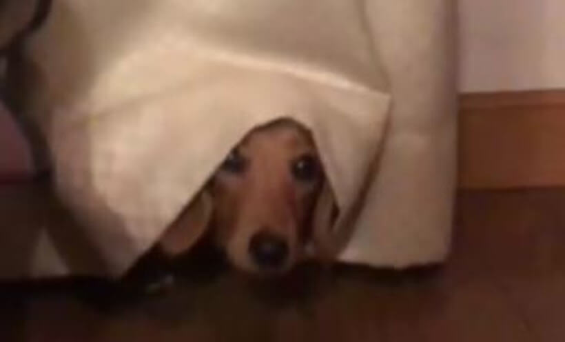 ダックスフンド,動画