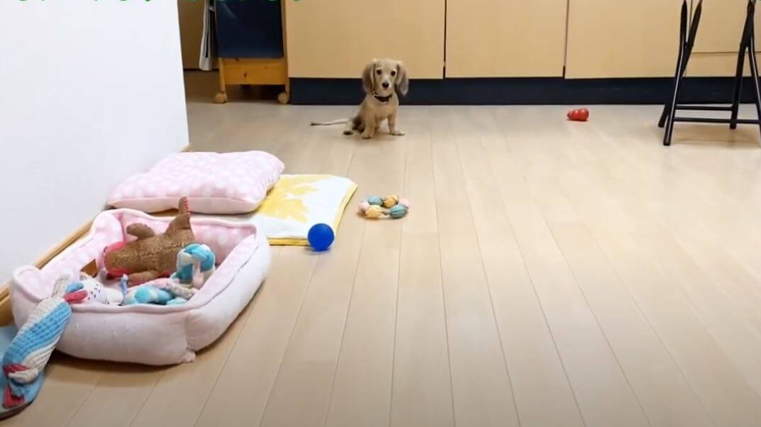 ダックスフンド,動画