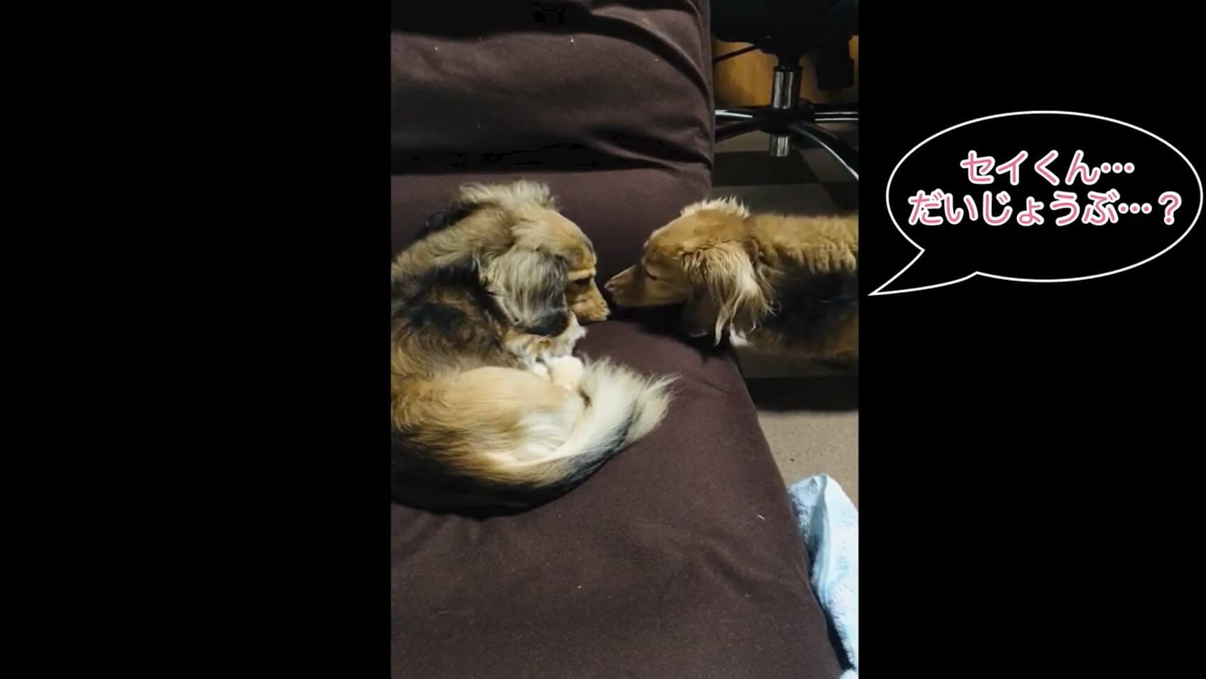 ダックスフンド,動画