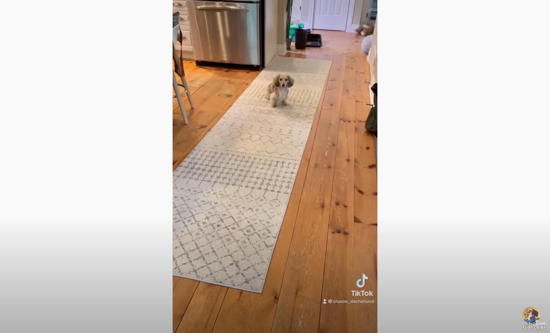 ダックスフンド,動画