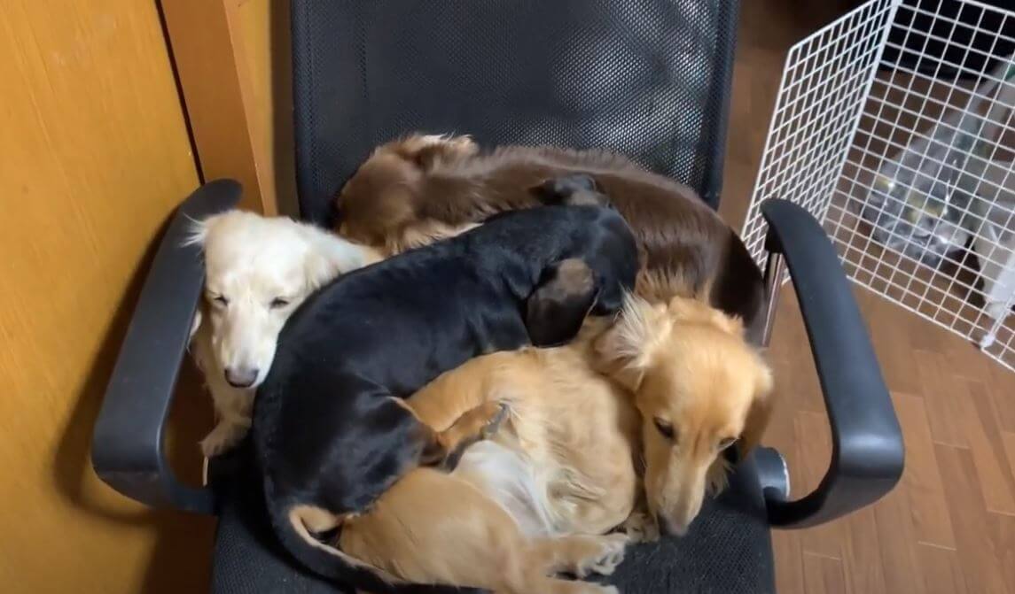 ダックスフンド,動画